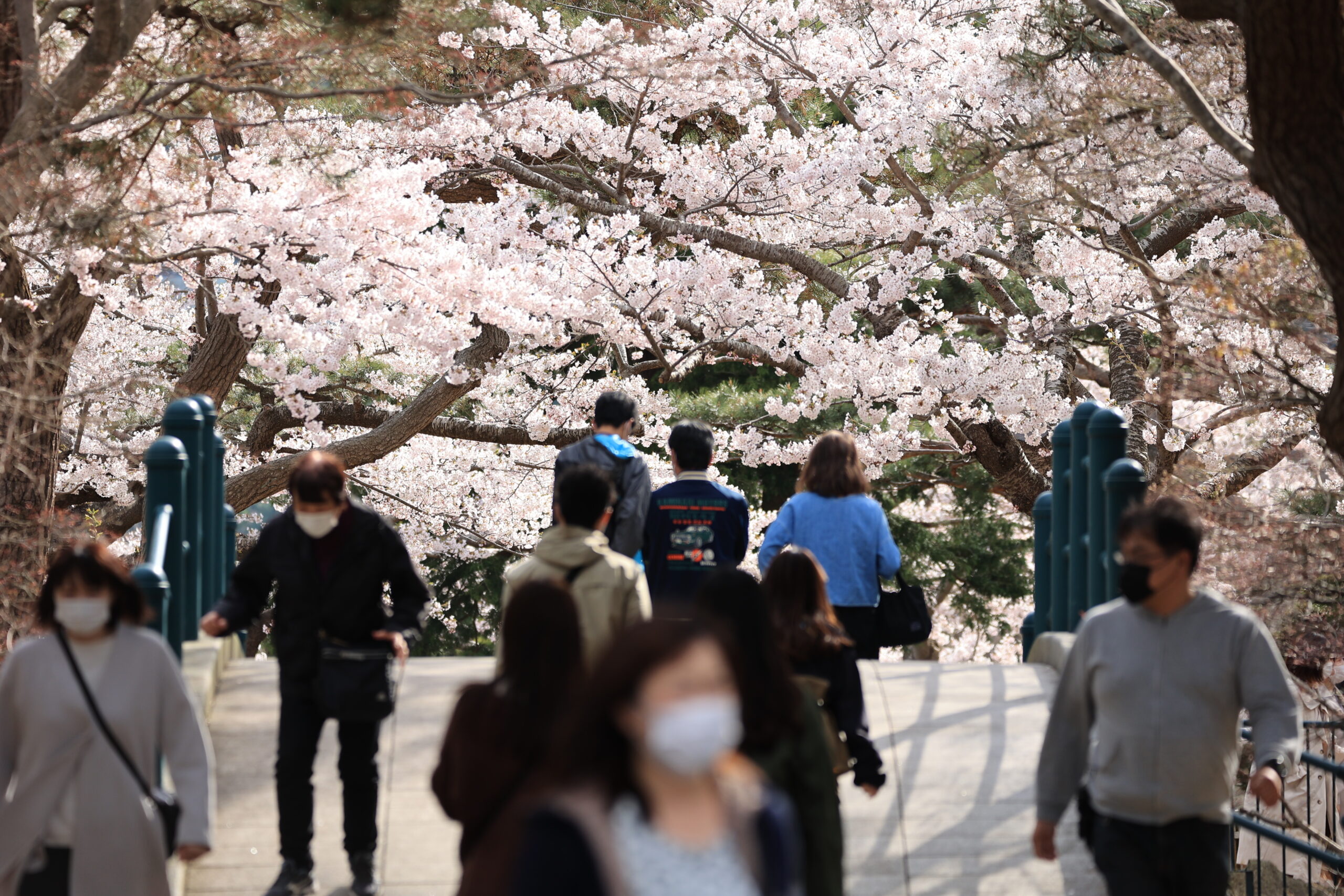 「函館公園で満開の桜を撮影しよう！実際の写真から桜のきれいな撮影方法まで」のアイキャッチ画像